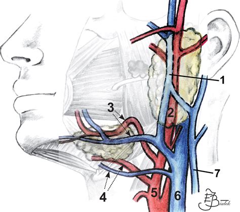 External Jugular Vein Causes Symptoms Treatment External Jugular Vein