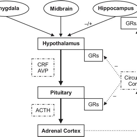 Pdf Early Life Stress Hpa Axis And Depression