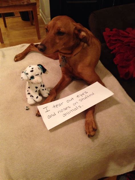 Dog Shaming Funny Dog Pictures Funny Animal Quotes Vizsla Dogs