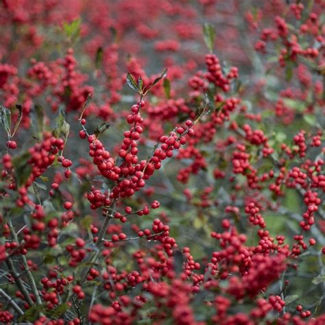 Gardens Alive 16 Oz White Winter Red Winterberry Ilex Flowering