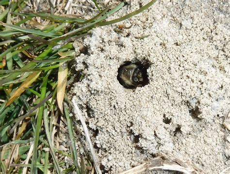 However, some parents find the convenience and food quality to be well worth the price. Mining Bee Baby Food - Toronto Field Naturalists