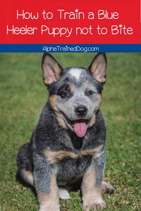 How To Train A Blue Heeler Puppy Not To Bite Us Pets Love