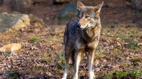 Worlds Most Endangered Wolves To Be Released To Wild In Nc Charlotte