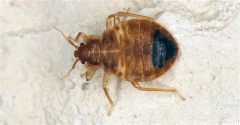 Bed Bugs And Dust Mites The Dangers You Should Know About