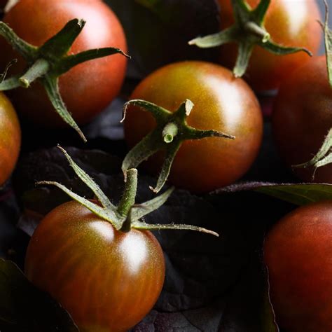 Chocolate Cherry Tomato Solanum Lycopersicum Indeterminate Annies