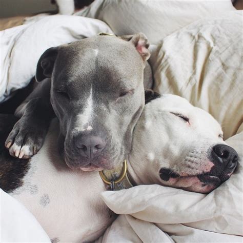 14 Signs You Love Your Dogs More Than You Love People