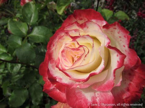 Double Delight Rose Saras Fave Photo Blog