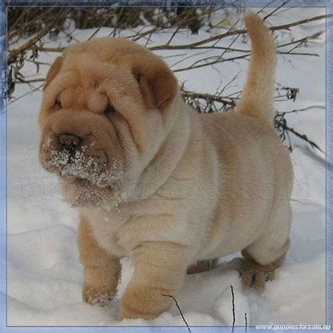 30 Best Shar Pei Images On Pinterest Shar Pei Doggies And Animaux