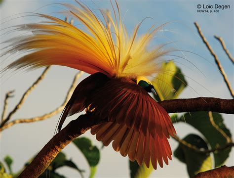 Watch the movie on ext in good quality hd720, hd1080. Greater Bird of Paradise | Charismatic Planet