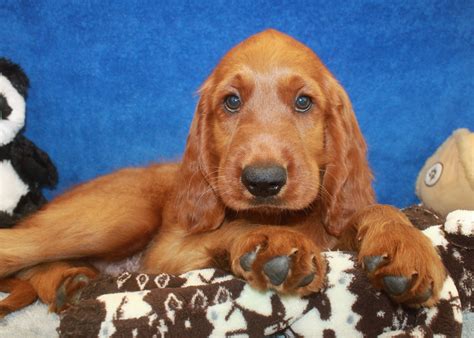 We do not believe it is in the pet's we recently got a irish setter from irishsetterpuppy.com he is so cute and adorable. Irish Setter Puppies For Sale - Long Island Puppies