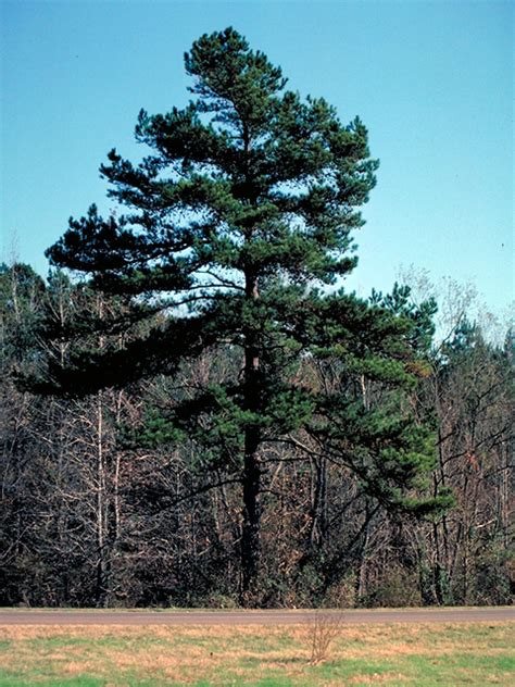 Shortleaf Pine Coniferous Forest