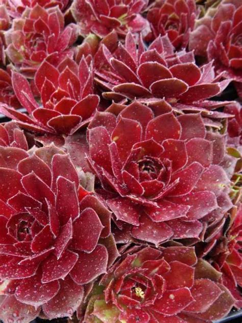 Sempervivum Rocknoll Rosette Bluestone Perennials