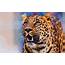 Leopard Pics  HD Desktop Wallpapers 4k