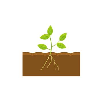 Roots Of Plants Clipart