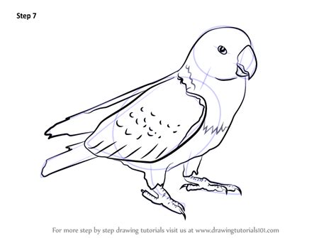 Learn How To Draw Red Parrot Parrots Step By Step Drawing Tutorials