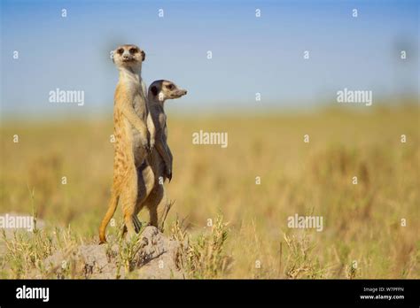 Surverying Hi Res Stock Photography And Images Alamy