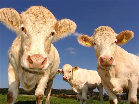 More Interaction With Humans Means Smaller Brains For Cows