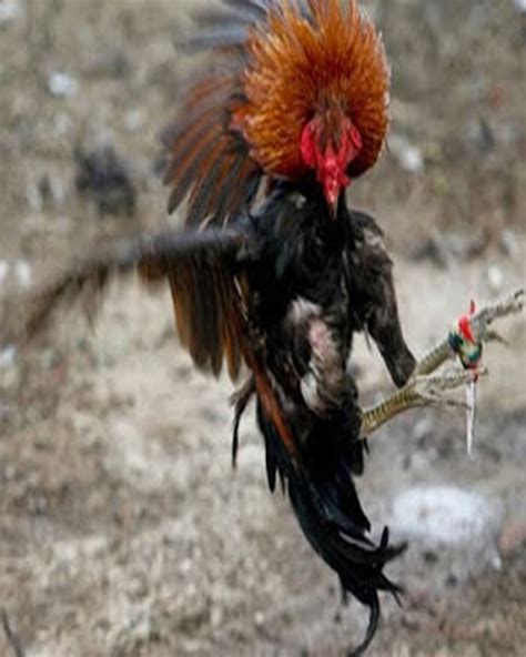 Ayam taji pisau ini merupakan salah satu jenis ayam laga yang tak kalah populer dibandingkan dengan jenis ayam laga lainnya. Sabung Ayam Tabuh Rah Tradisi Bali Berbalut Religi ...