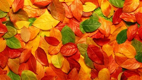 Orange Red And Green Leaves Hd Wallpaper Wallpaper Flare