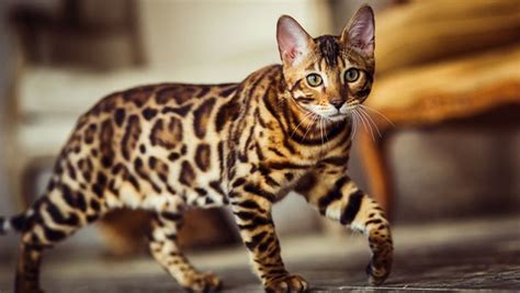 Famous Striped Cat Breeds In The World