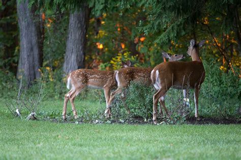Ann Brokelman Photography White Tailed Deer With Fawns Sept 2016
