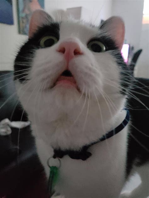 My Derpy Cat Is Very Curious About What Im Doing Raww