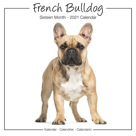 French Bulldog Studio Range Calendar Dog Breed Pet Prints Inc