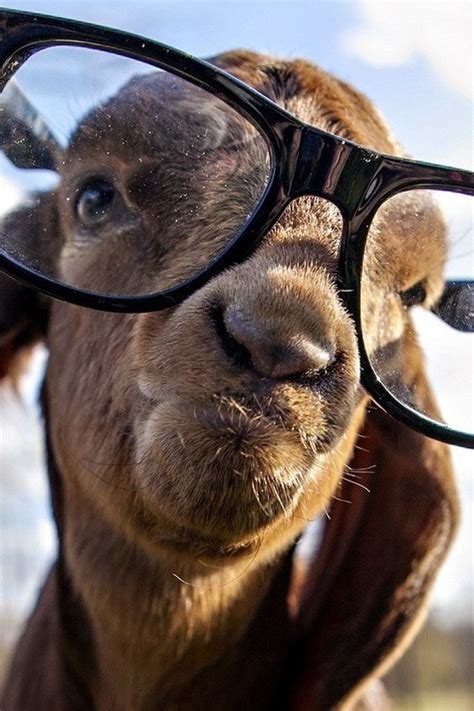 Do These Make Me Look Smart Goat On Glasses Goats Pinterest Glasses And Goats