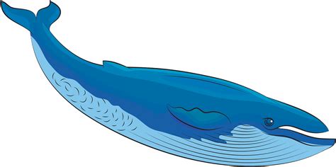 Blue Whale Clipart Whale Clipart Png Download Full Size Clipart