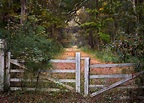 Wallpaper : forest, nature, fence, wilderness, gates, tree, autumn ...