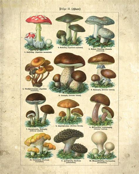 Mushroom Illustration Vintage Print Mushroom Poster Mushroom Art