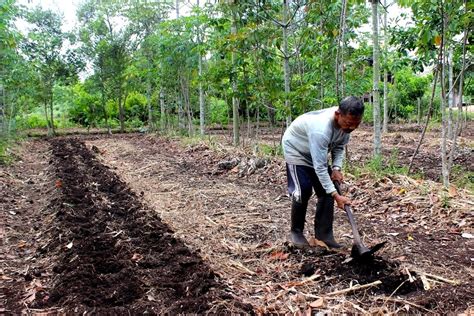 Karakteristik tanah masam yang ekstrim menyebabkan pertumbuhan tanaman tidak normal dan tumbuhan atau tanaman sebagian besar dapat tumbuh dan berkembang dengan optimal pada pemupukan n untuk tanaman semusim sebaiknya diberikan paling tidak dua kali, yaitu pada saat. Pak Taman, Petani Agroforestri yang Sukses Kembangkan ...