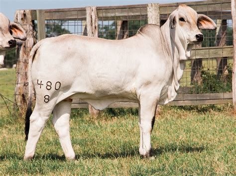 Mr V Ocho Cinco V Ranch Brahman Cattle In Hungerford And