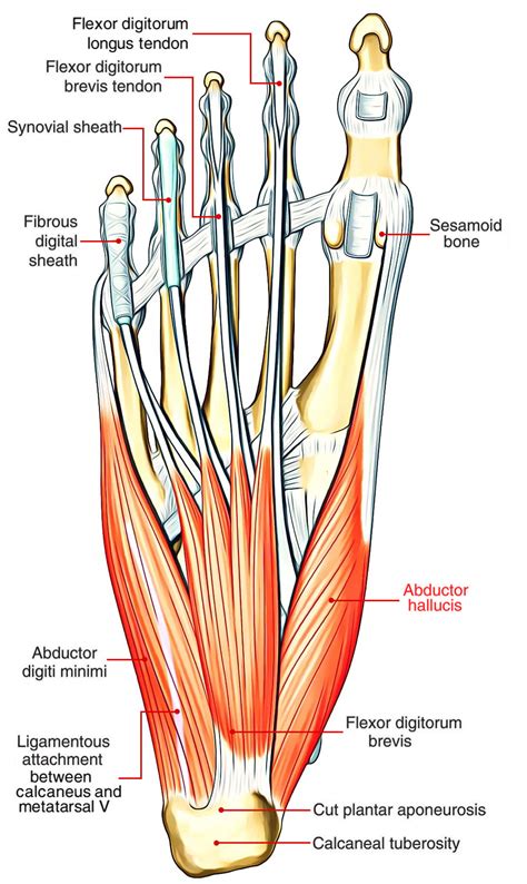 Abduction Muscle Anatomy