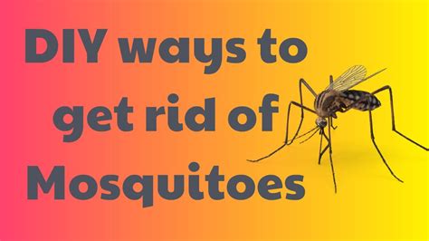 Free shipping and expert advice on a wide range of do it yourself pest control products, pest control supplies, pest control information and more. DIY Mosquito Pest Control - YouTube