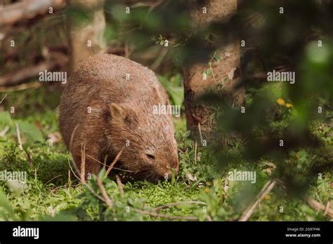 Common Wombat Kangaroo Valley Nsw Australia Stock Photo Alamy