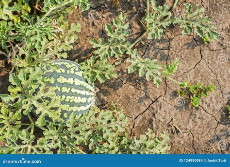 Watermelon On The Field Top View Watermelon Grows In Summer On The