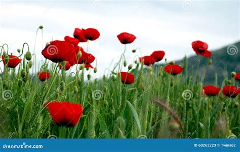 Meadow With Green Grass And Red Flowers Stock Image Image Of