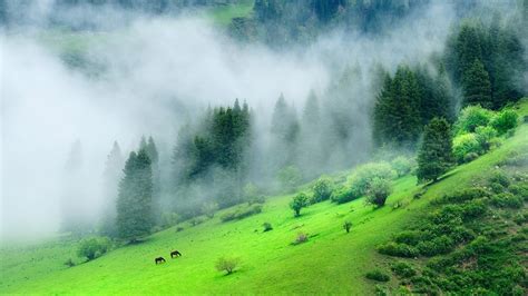 Green Forest Mountain With Mist During Morning Time K HD Nature Wallpapers HD Wallpapers ID