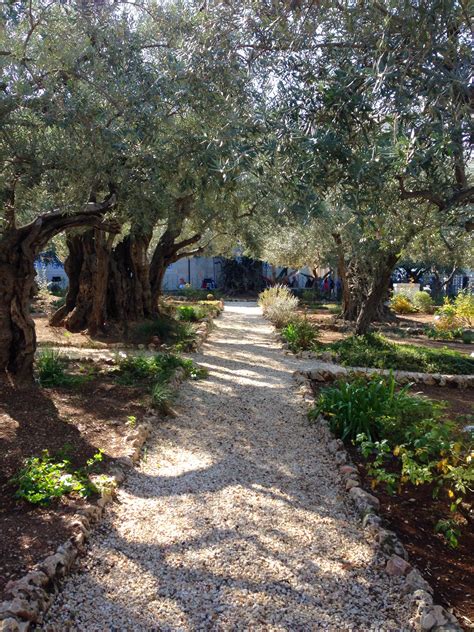 Gethsemane Jerusalem Israel Holy Land Israel Foreign Travel
