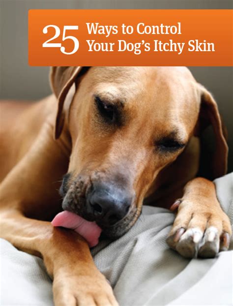 For itching powder for dogs. 25 ways to control your dog's itchy skin | Ruff Ideas