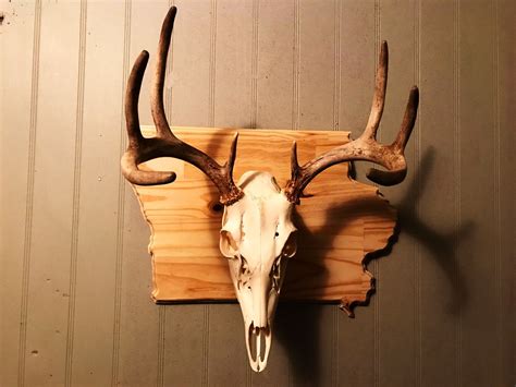 Iowa Deer Skull Mount Plaque State Shapes Deer Skull Mount Fish Mounts