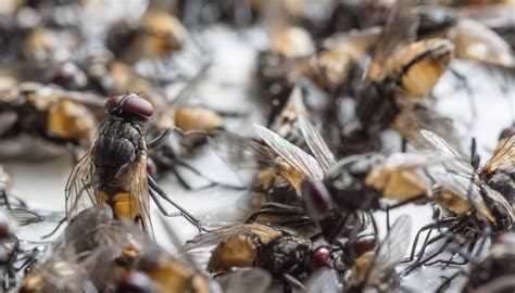 Pest Controllers Enjoy A Bumper Year As Flies Swarm Due To Hot Weather