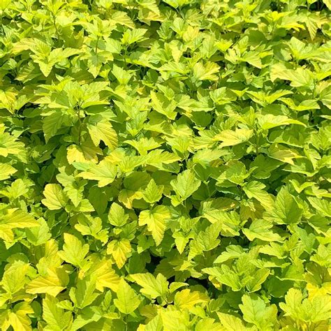Dart's gold ninebark (physocarpus opulifolius 'dart's gold') at bachman's landscaping 'darts gold' ninebark the shrub is derived froma utah native,. Buy ninebark Physocarpus opulifolius Dart's Gold: £19.99 ...