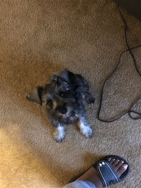 We will update the website when we are opening our. Miniature Schnauzer Puppies For Sale | San Antonio, TX #307499