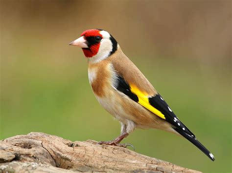 Goldfinch Bird Facts Carduelis Carduelis Bird Fact