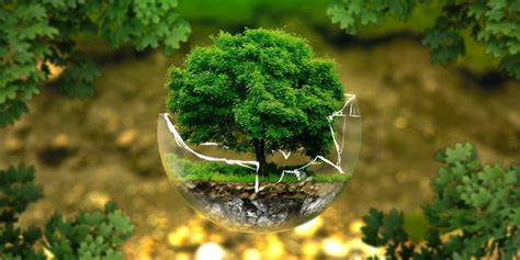 Ecosia Plante Il Vraiment Des Arbres - Ecosia : le moteur de recherche écolo qui plante des arbres est-il
