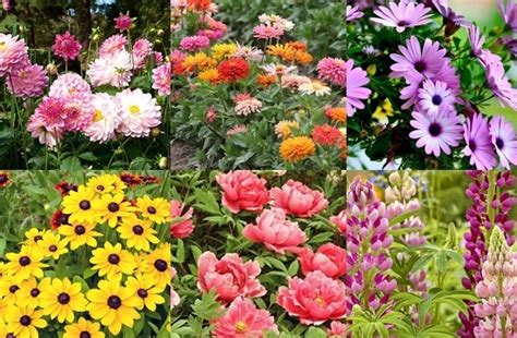 Best Types Of Garden Flower Plants Make More Beautiful