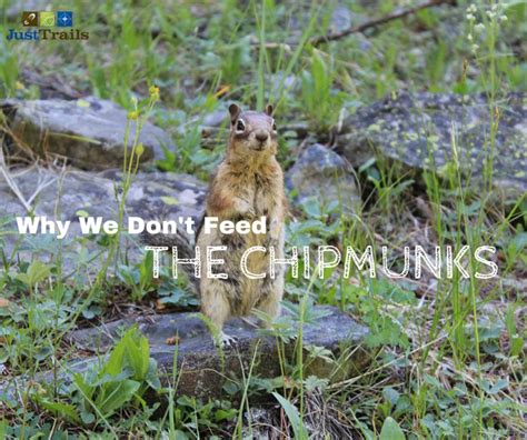 Why We Dont Feed The Chipmunks Chipmunks Pet Peeves Outdoor