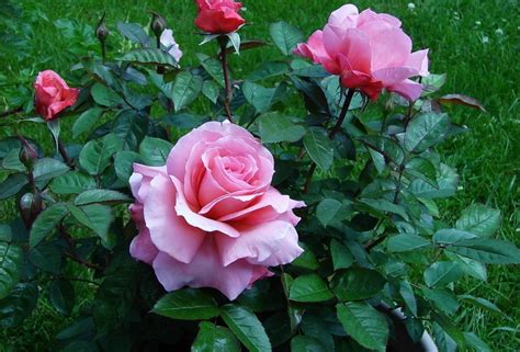 Jual Pohon Bunga Mawar Tanaman Hias And Bunga Tukang Taman